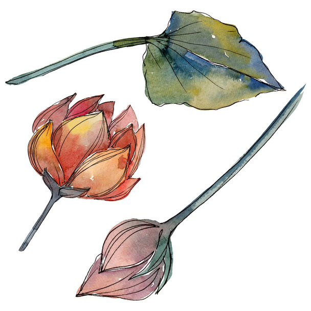 Lotus floral botanical flowers. Watercolor background illustration set. Isolated lotus illustration element. - Photo, Image