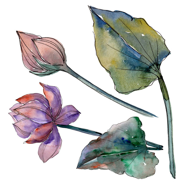 蓮の花の植物の花。●水彩背景イラストセット。孤立した蓮のイラスト要素. - 写真・画像