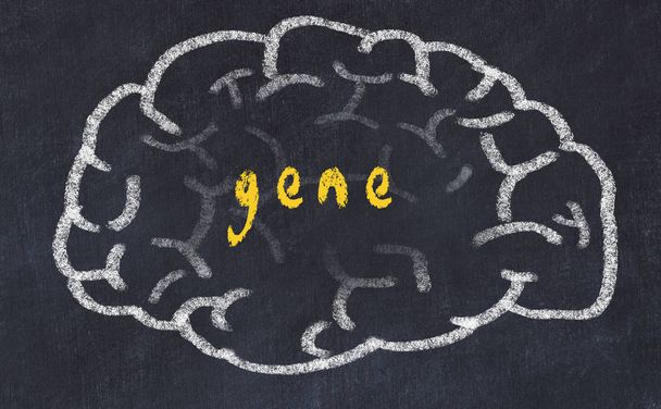 Drawind of human brain on chalkboard with inscription gene - Photo, Image