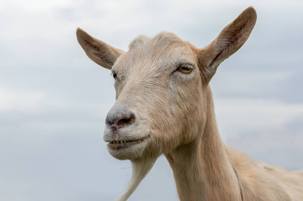 Портрет коричневой козы с бородой и очень большими ушами, на фоне голубого неба
 - Фото, изображение