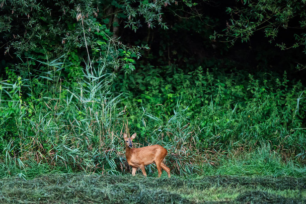 Roe deer doe at edge of lush forest. - Foto, Bild
