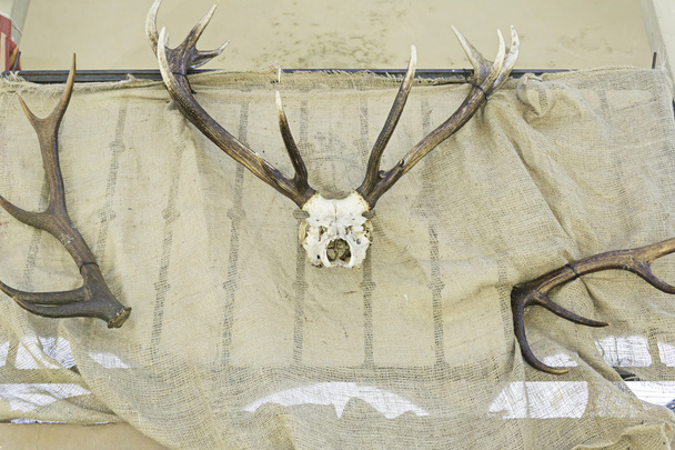 Skull and horns of deer - Photo, Image