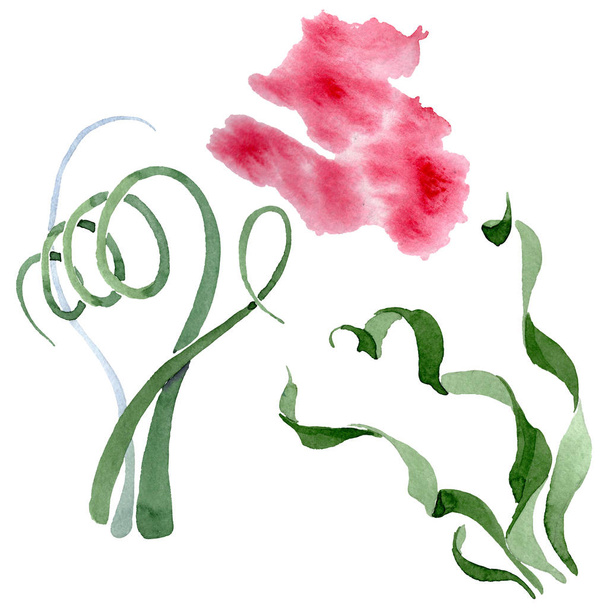 Albuca canadensis kwiatowe kwiaty botaniczne. Zestaw tła akwarelowego. Izolowany element ilustracji albuca. - Zdjęcie, obraz