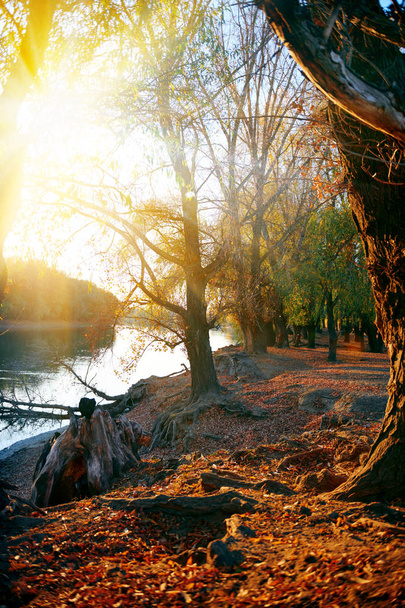 όμορφα δέντρα στο δάσος το φθινόπωρο κοντά το ποτάμι, το λαμπρό φως του ήλιου κατά το ηλιοβασίλεμα - Φωτογραφία, εικόνα