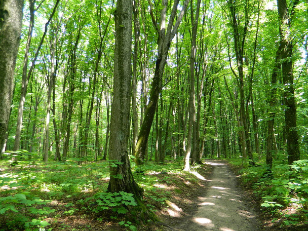 Bospad in een zomer, groen bos. - Foto, afbeelding
