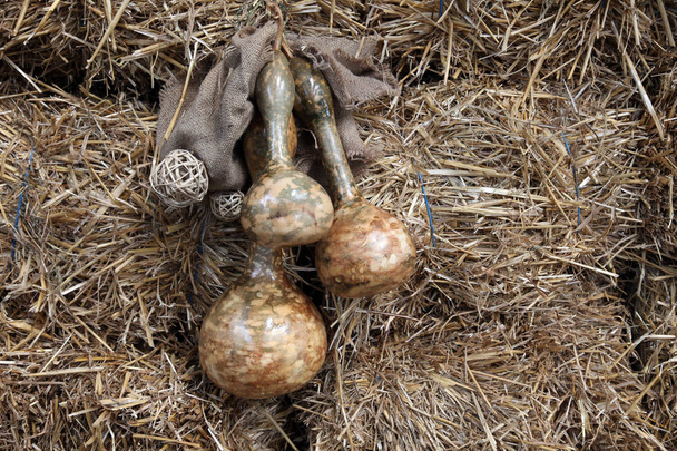 Gedroogde kalebassen liggend op een stapel droog hooi - Foto, afbeelding