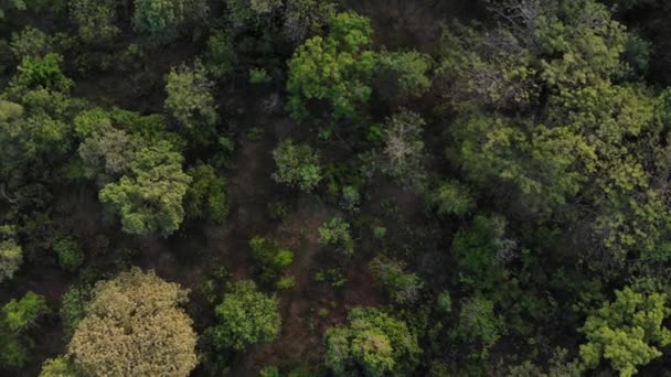 Antenni ylhäältä näkymä kesän vihreitä puita metsässä tausta
, - Materiaali, video