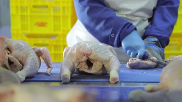 Un dipendente della società conduce disossamento pollo. I petti di pollo con costole sono separati dalle cosce. Primo piano mano che condividono il pollo
 - Filmati, video