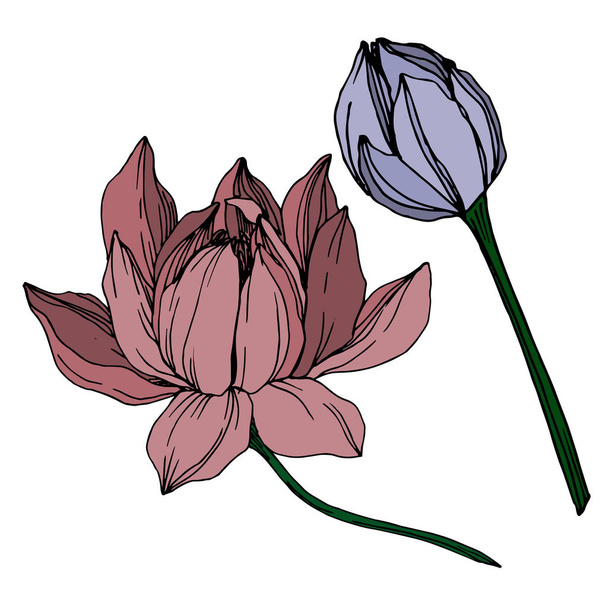 Vector Lotus flores botánicas florales. Tinta grabada en blanco y negro. Elemento de ilustración de loto aislado
. - Vector, imagen