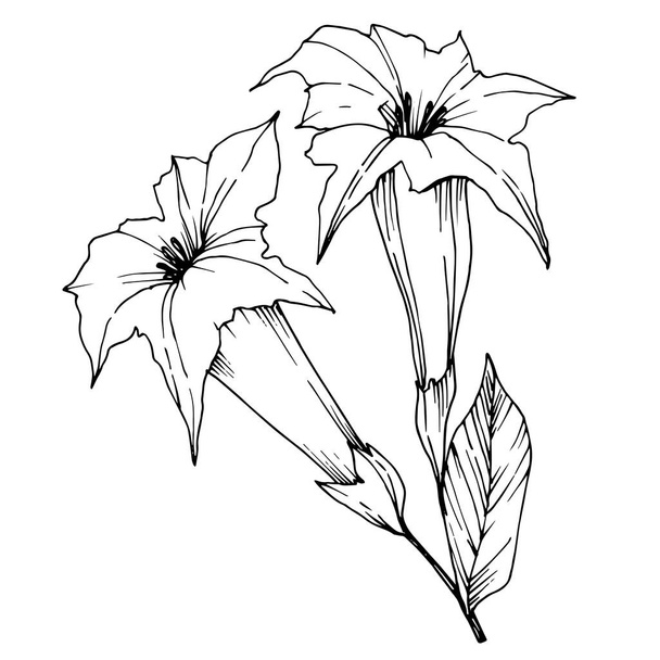 Vector Flores tropicales y hojas aisladas. Tinta grabada en blanco y negro. Elemento de ilustración de plantas aisladas
. - Vector, imagen