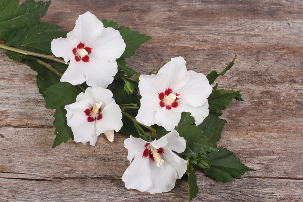 A fából készült háttér fehér hibiszkusz virágok - Fotó, kép