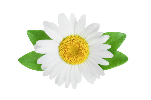 una manzanilla o margaritas con hojas aisladas sobre fondo blanco
 - Foto, Imagen