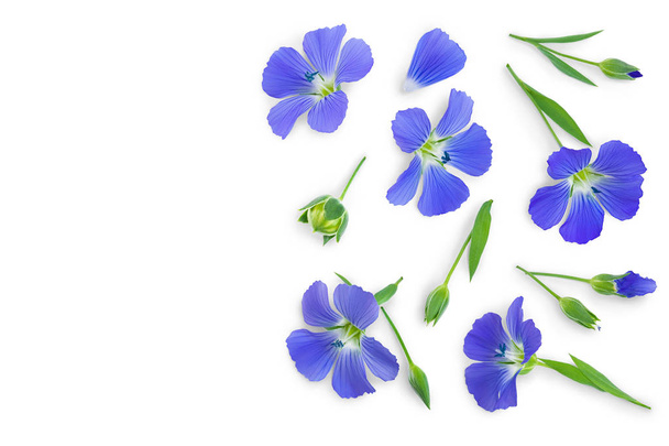flax flowers or Linum usitatissimum on a white background with copy space for your text. Top view, flat lay - Photo, Image