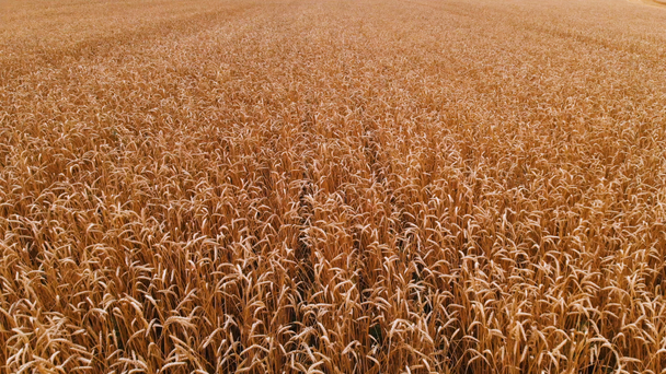 Aerial view from a ripe wheat field. Panoramic movement over wheat. Agricultural production of bread in 4k resolution - Footage, Video