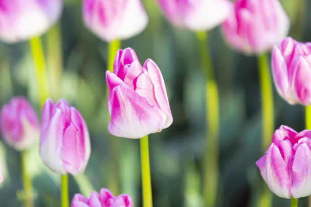 Grupo de tulipanes coloridos / istanbul
 - Foto, imagen