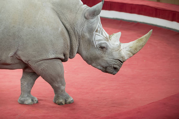 Rhinoceros appears in the circus. Trained wild animals. - Photo, Image