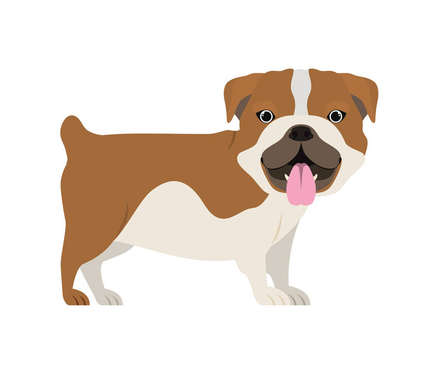 cute Bulldog Ingles psa na białym tle - Wektor, obraz