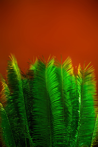 Green leaves - Photo, image