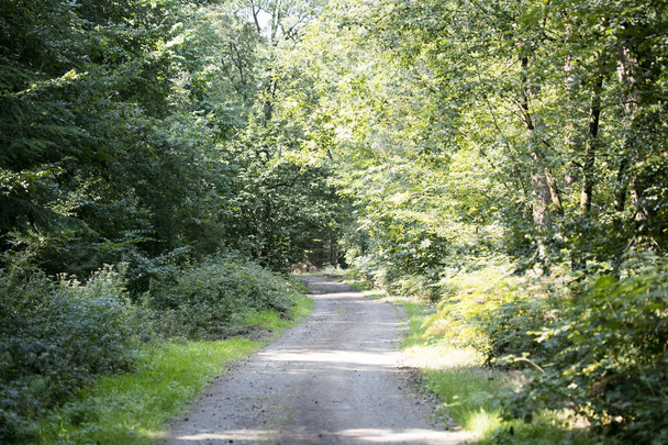 alte Straße in wildem grünen Wald fünfzig Megapixel hohe Qualität prin - Foto, Bild