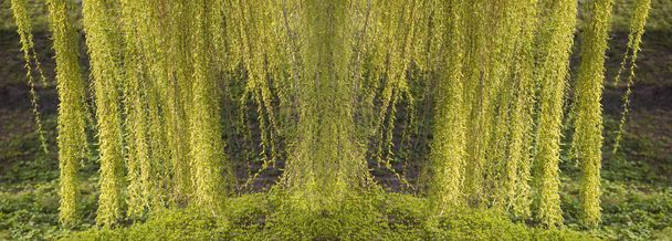 Banner branches of a weeping willow. Lots of green curly branches - Photo, Image
