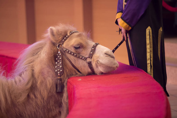 Triste camello de circo con entrenador
 - Foto, imagen