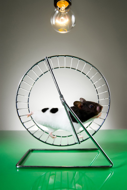 Hamster auf dem Rad - Foto, Bild