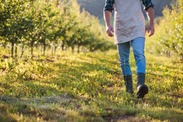 A midsection of mature farmer walking outdoors in orchard. Copy space. - 写真・画像