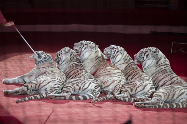 Un groupe de tigres blancs joue dans un cirque. Prédateurs formés
. - Photo, image