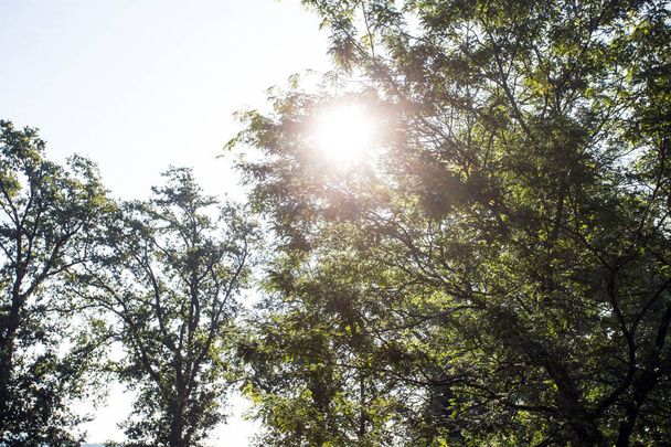 Yeşil Ağaç, ormanda ağaç tepelerinden Güneş ışığı, güzel manzara - Fotoğraf, Görsel
