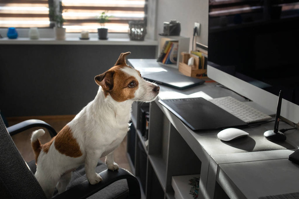 the dog is sitting on a chair at the computer. Clever Jack Russell Terrier - Photo, Image