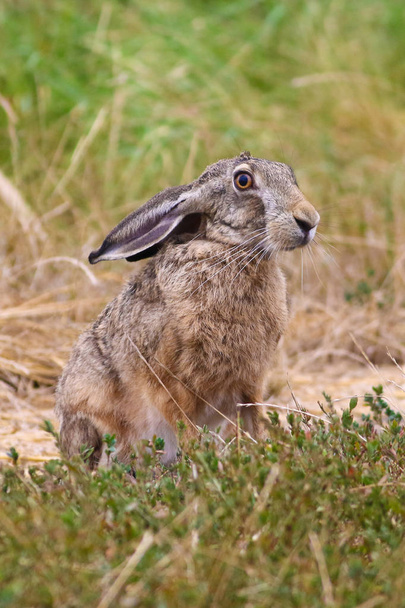 野原に座っているウサギ、レプス・エウロパウス - 写真・画像
