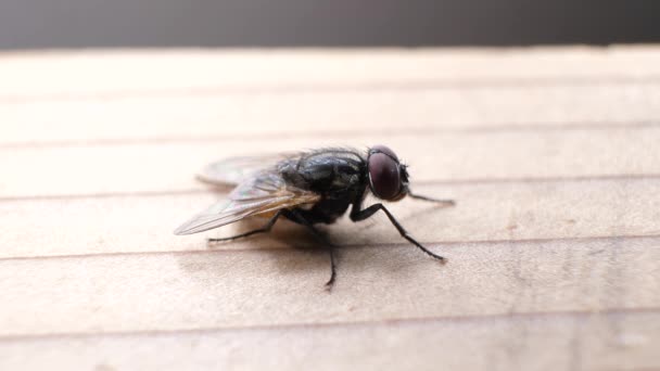 Макроснимок внутренней мухи, движущейся быстро
 - Кадры, видео