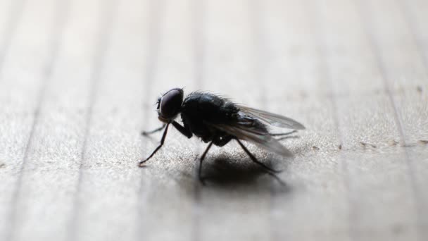 Macro tiro de mosca doméstica se movendo rapidamente
 - Filmagem, Vídeo