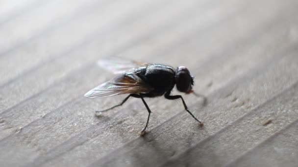 Macro tiro de mosca doméstica se movendo rapidamente
 - Filmagem, Vídeo