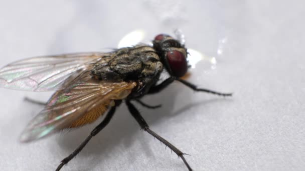 Makro çekim yerli sinek hızla hareket - Video, Çekim
