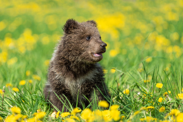 Bruine beer cub spelen op de zomer veld. - Foto, afbeelding