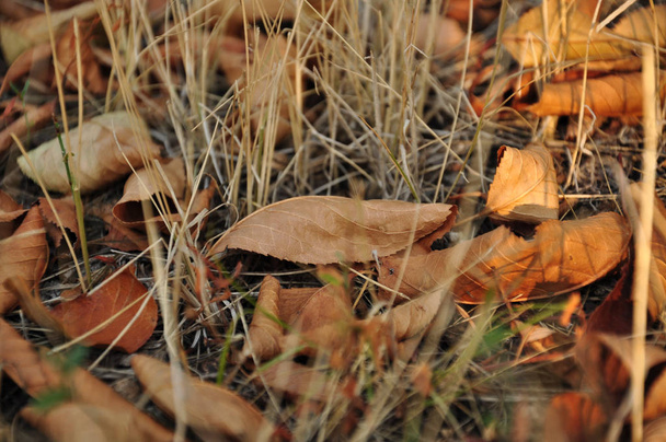 乾燥した茶色とオレンジ色の葉は、草と乾燥したわらの新鮮な緑色のブレードで地面を覆っています。落下の背景。木の葉の自然な秋の質感。季節の変化における自然の美しさ.  - 写真・画像