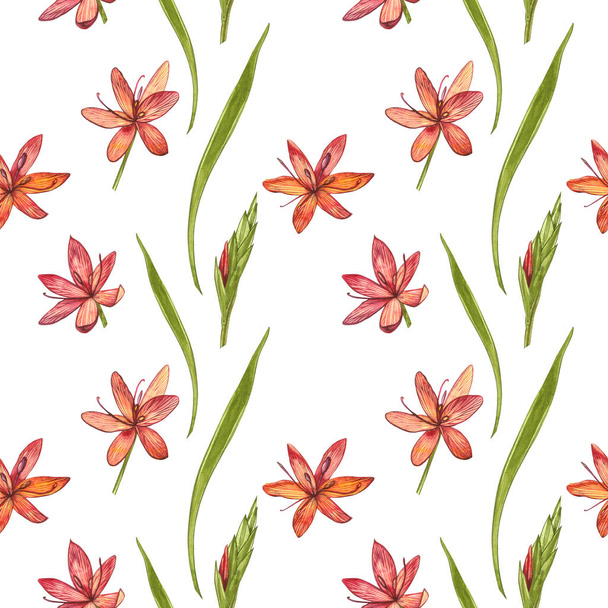 Kafir Lilies flowers. Seamless patterns. Collection of hand drawn flowers and plants. Botany. Set. Vintage flowers. Watercolor set of flowers and leaves, hand drawn floral illustration isolated on a - Fotoğraf, Görsel