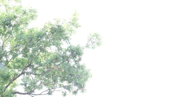 τα φύλλα κουνιούνται αργά στον άνεμο με φως φόντο - Πλάνα, βίντεο
