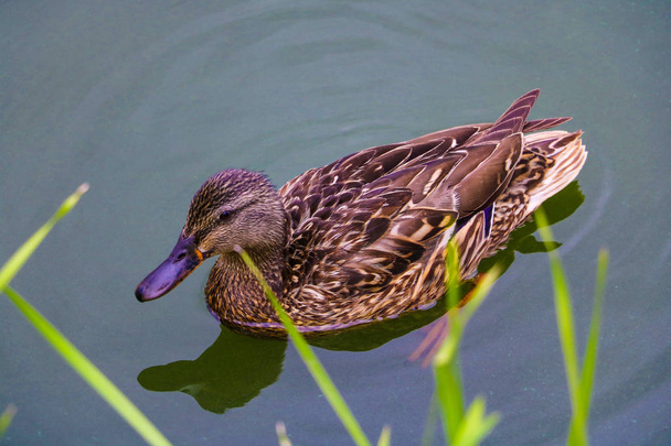 Ördekler yakınlardaki suda yüzerler. Gölde yüzen yaban ördeği. - Fotoğraf, Görsel