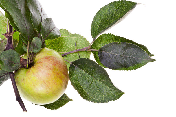 gałąź jabłoni z zielonymi liśćmi - Zdjęcie, obraz