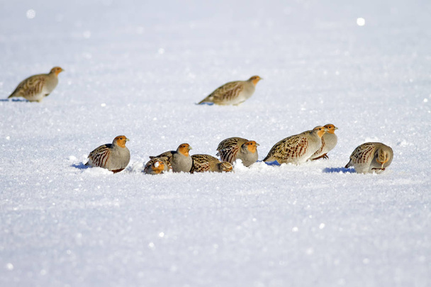 Партридж. Зимний и белый снежный фон. Птицы: Grey Partridge Perdix perdix
. - Фото, изображение