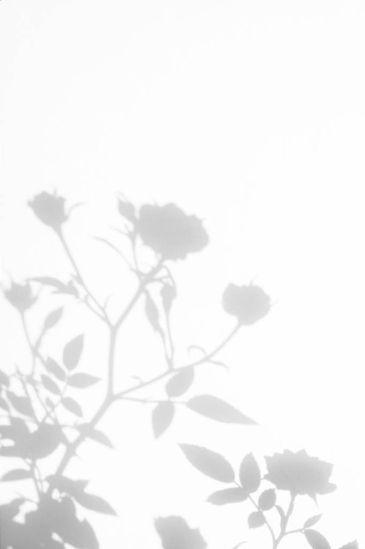 Γκρίζα σκιά των άγριων τριαντάφυλλα φύλλα και τα λουλούδια σε ένα λευκό τοίχο - Φωτογραφία, εικόνα