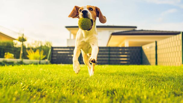 Beagle perro divertido en el jardín al aire libre correr y saltar con la pelota hacia
 - Foto, imagen