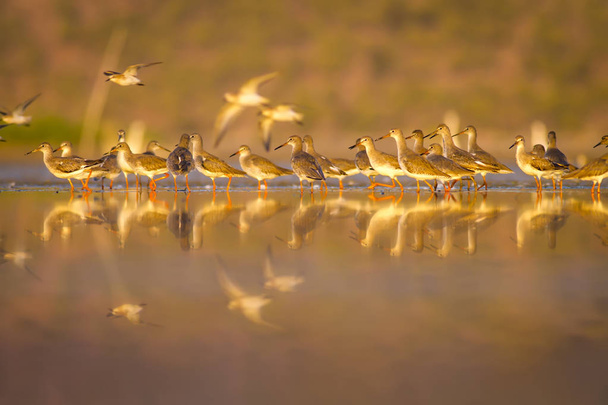 Water and birds. Birds life. Water nature habitat background.   - Photo, Image