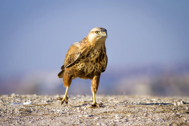 Bird of prey. Nature background. Bird: long legged buzzard. Wild nature scene. - Photo, Image