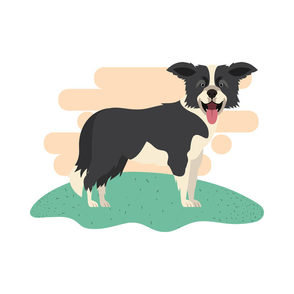 beyaz arka plan üzerinde sevimli sınır collie köpek - Vektör, Görsel