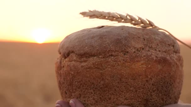 bochník chleba s pšenicí z pšenice, v rukou dívky nad pšeničným polem při západu slunce. Close-up. Lahodný chléb v rukou nosí mladou krásnou ženu na pšeničném poli. chutná bochník chleba na Palmě. - Záběry, video