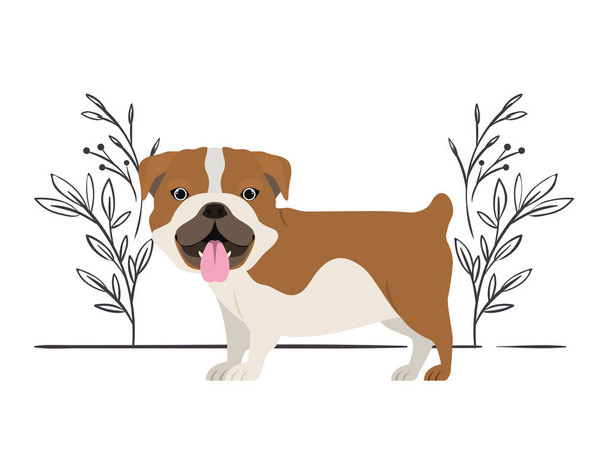schattig Bulldog Ingles hond op witte achtergrond - Vector, afbeelding