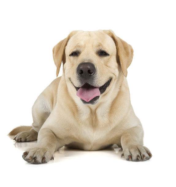 Yellow Labrador Retriever Smiling - Photo, image